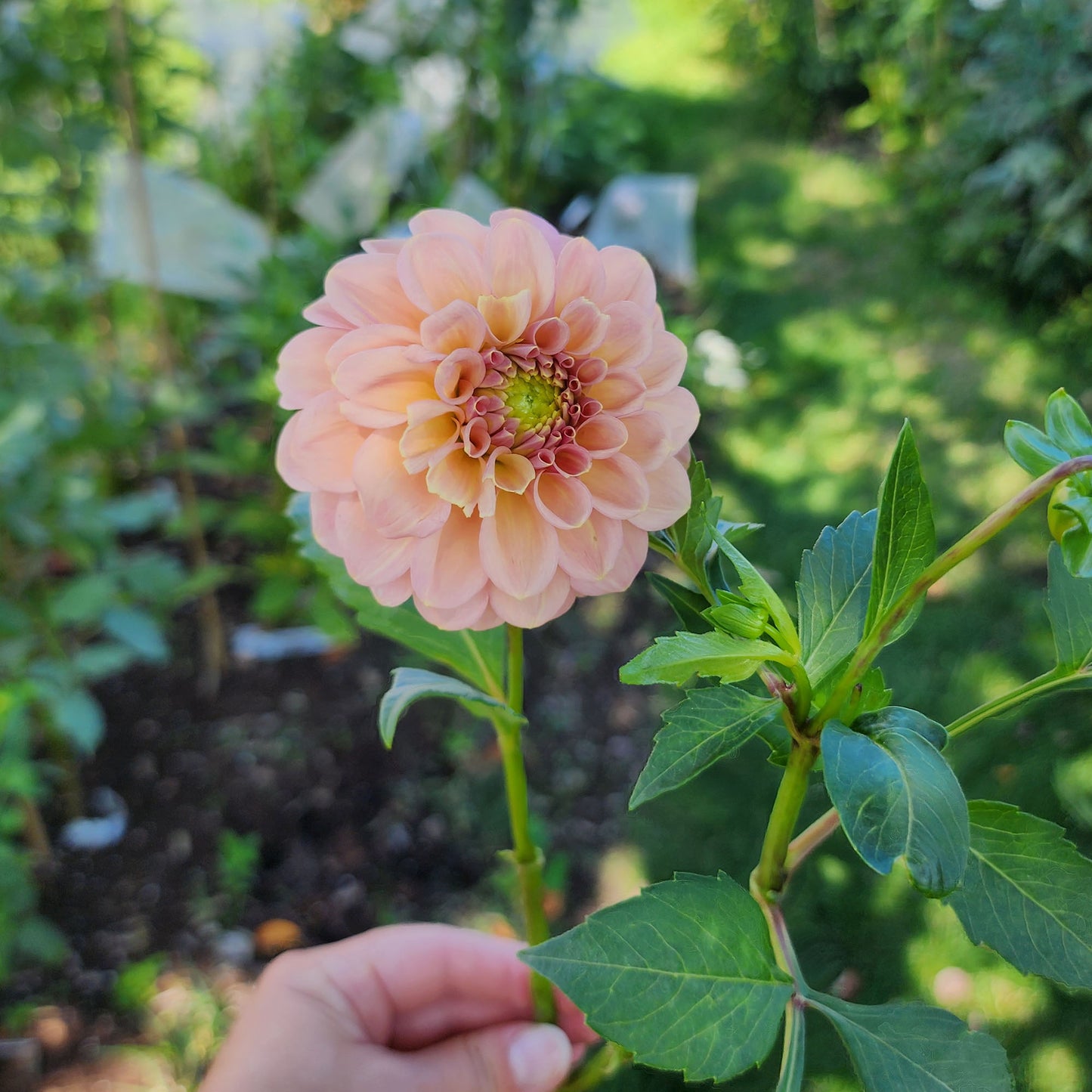 Dahlia Rock Run Ashley (tuber)
