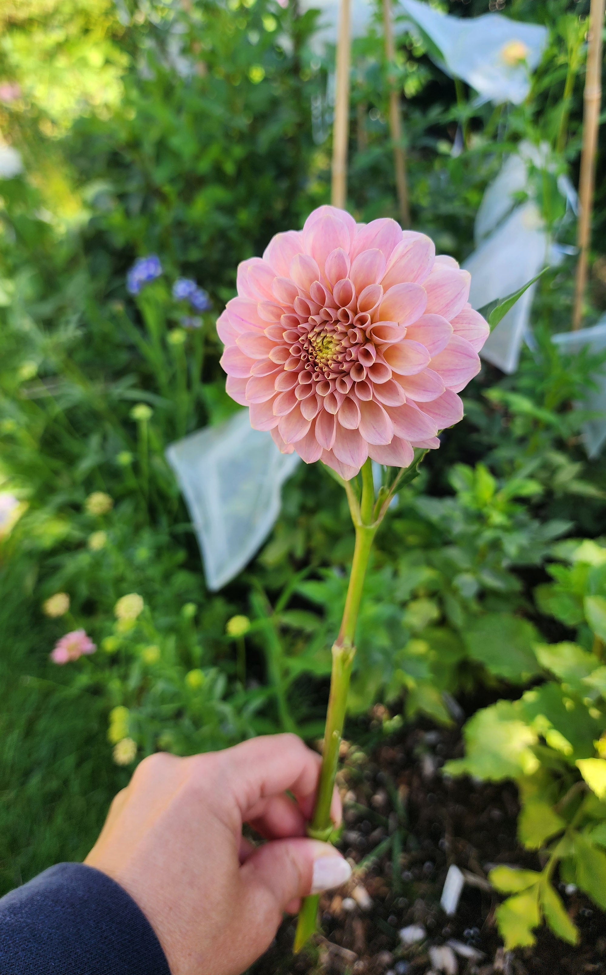 Dahlia Rock Run Ashley (tuber) – Jamais Sans Mes Fleurs