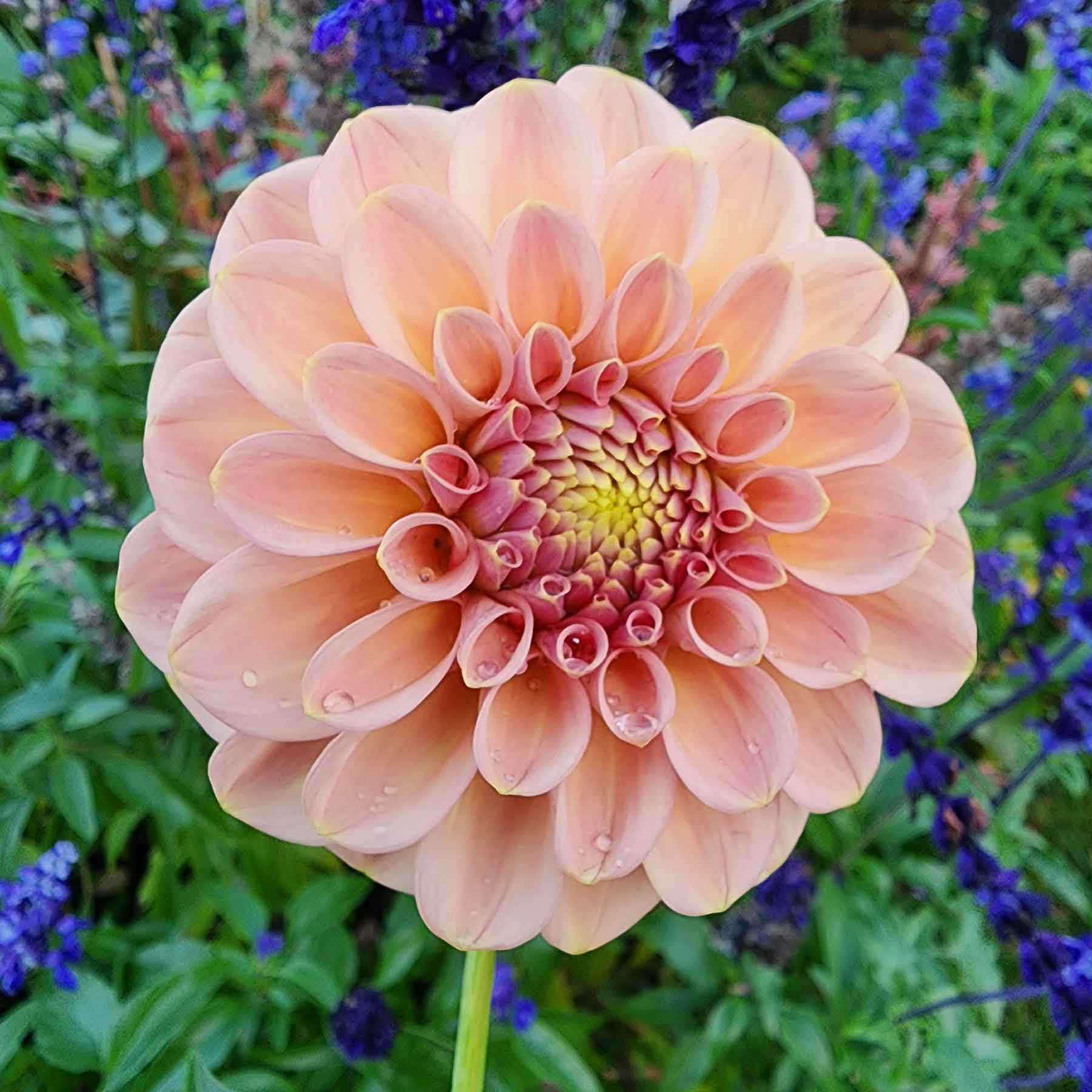 Dahlia Rock Run Ashley (tuber) – Jamais Sans Mes Fleurs