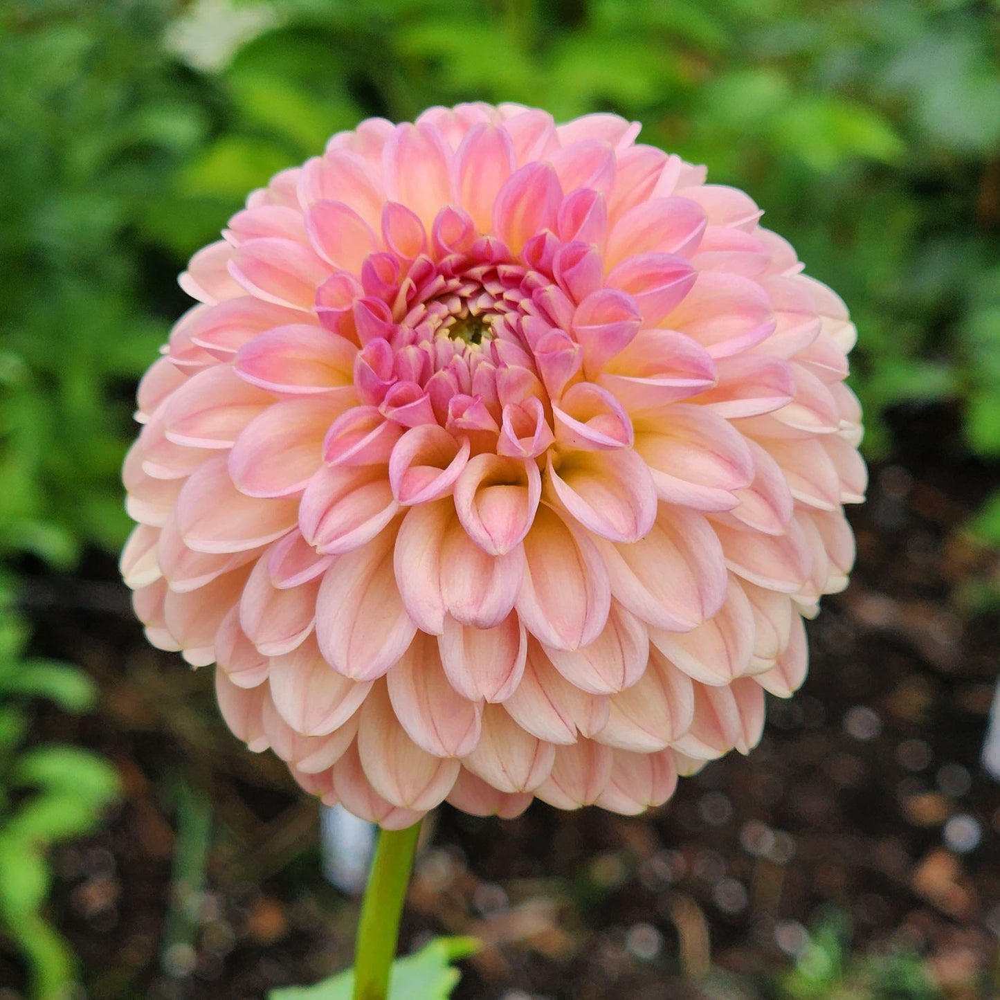 Dahlia Rock Run Ashley (tuber)