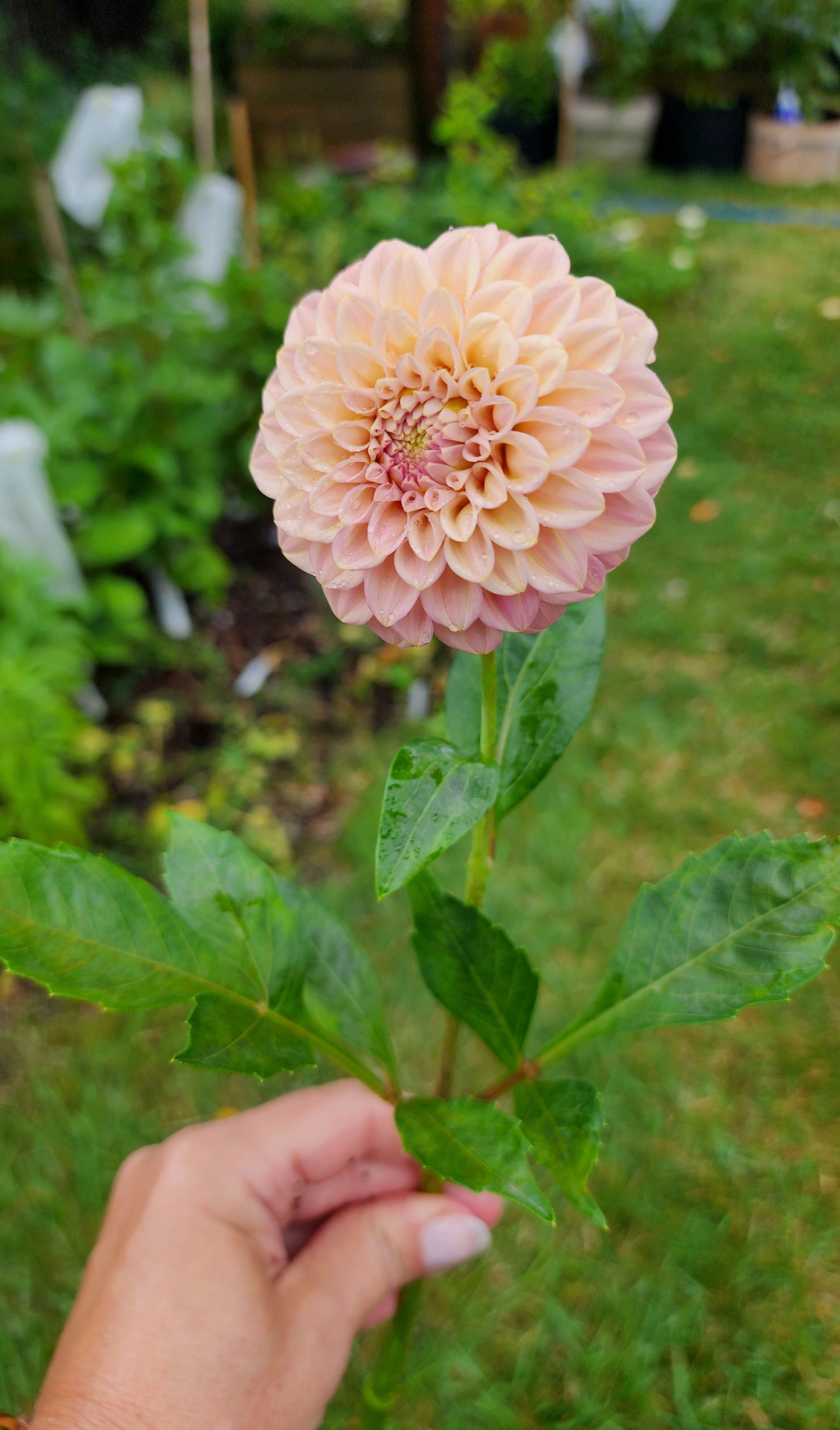 Dahlia Rock Run Ashley (tuber)