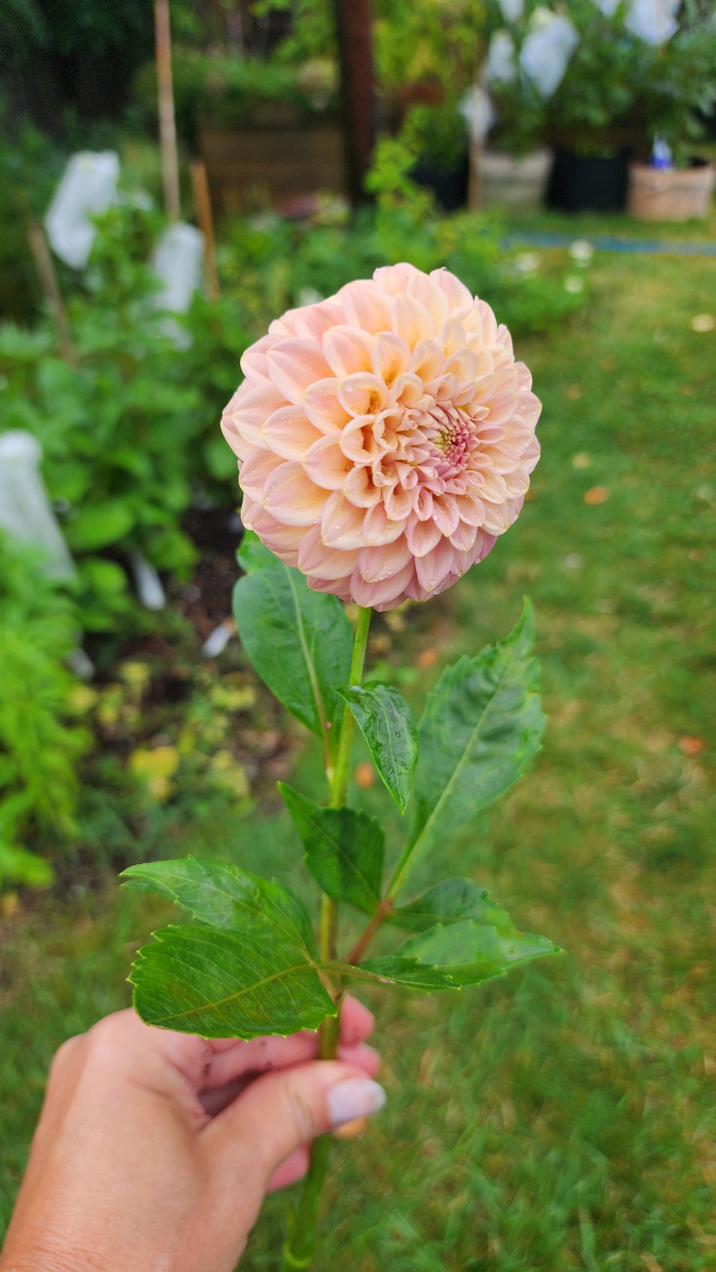 Dahlia Rock Run Ashley (tuber)