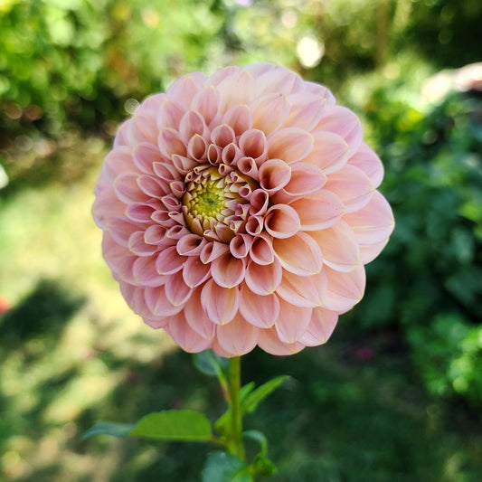 dahlia rock run ashley canada tuber sale