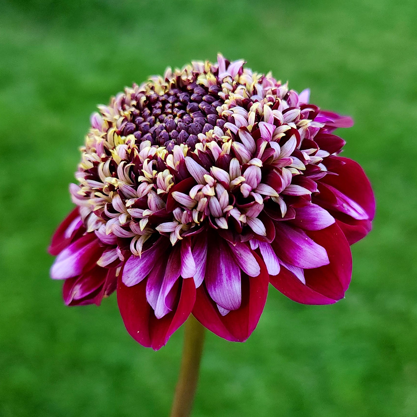 rosie raven dahlia canada tubers