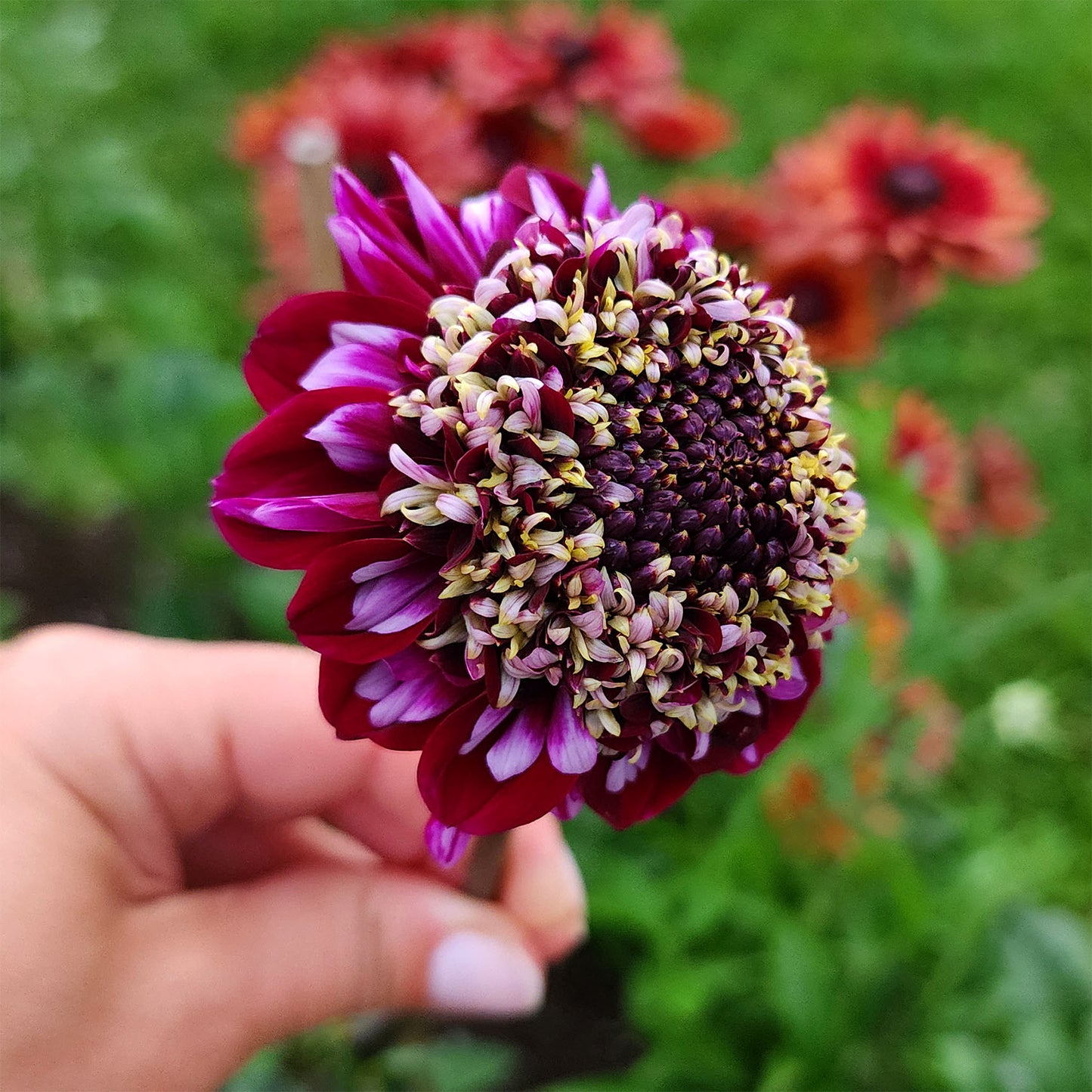 rosie raven dahlia canada tubers