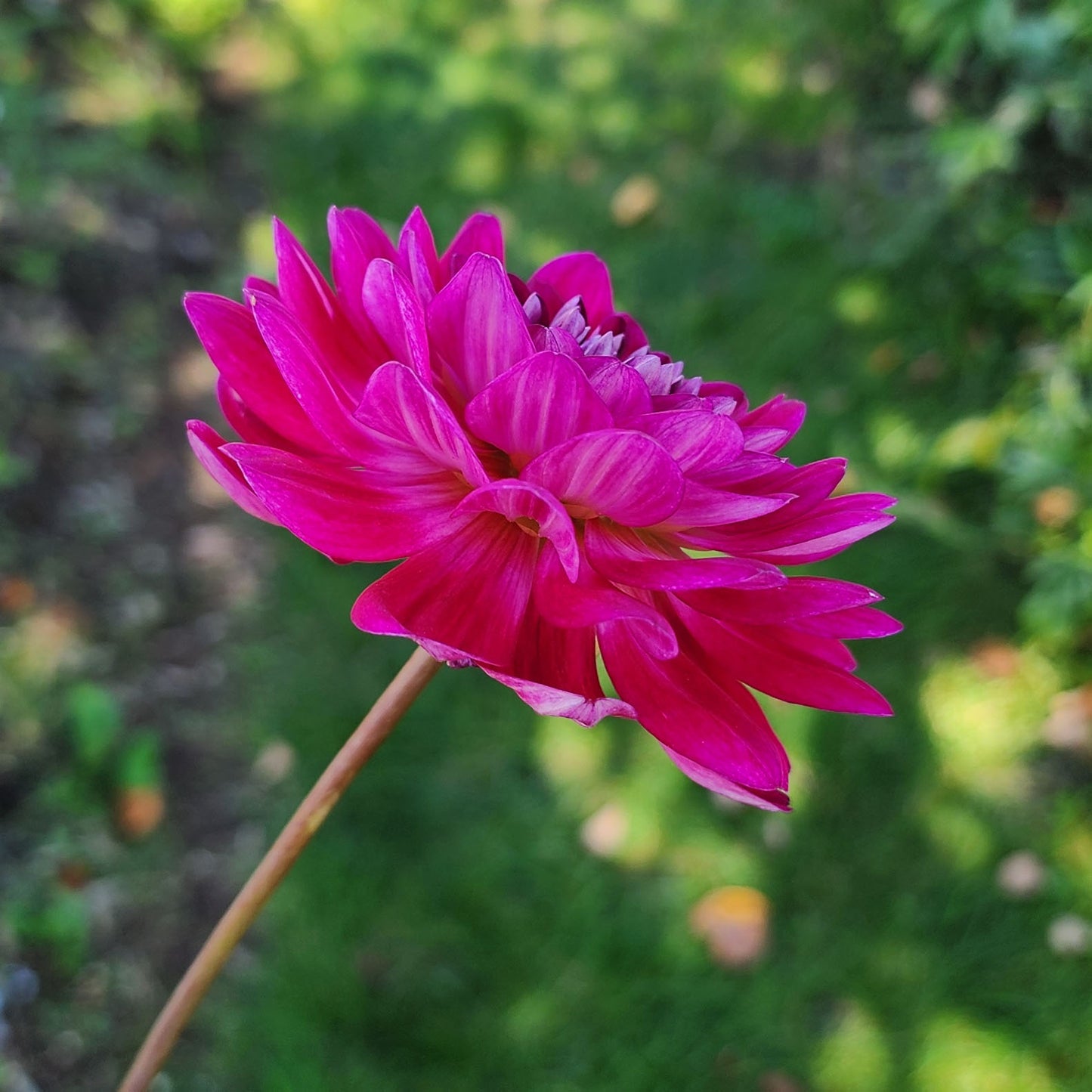 Dahlia Sandia Bertha