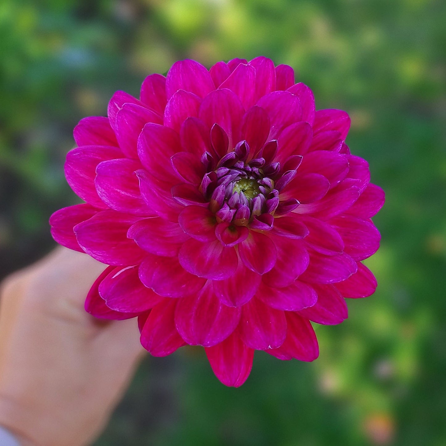 Dahlia Sandia Bertha
