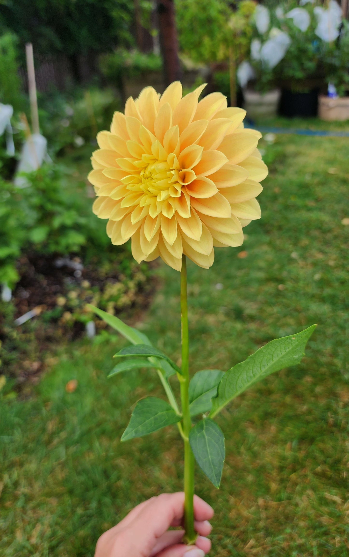 Dahlia Seabeck Shirley