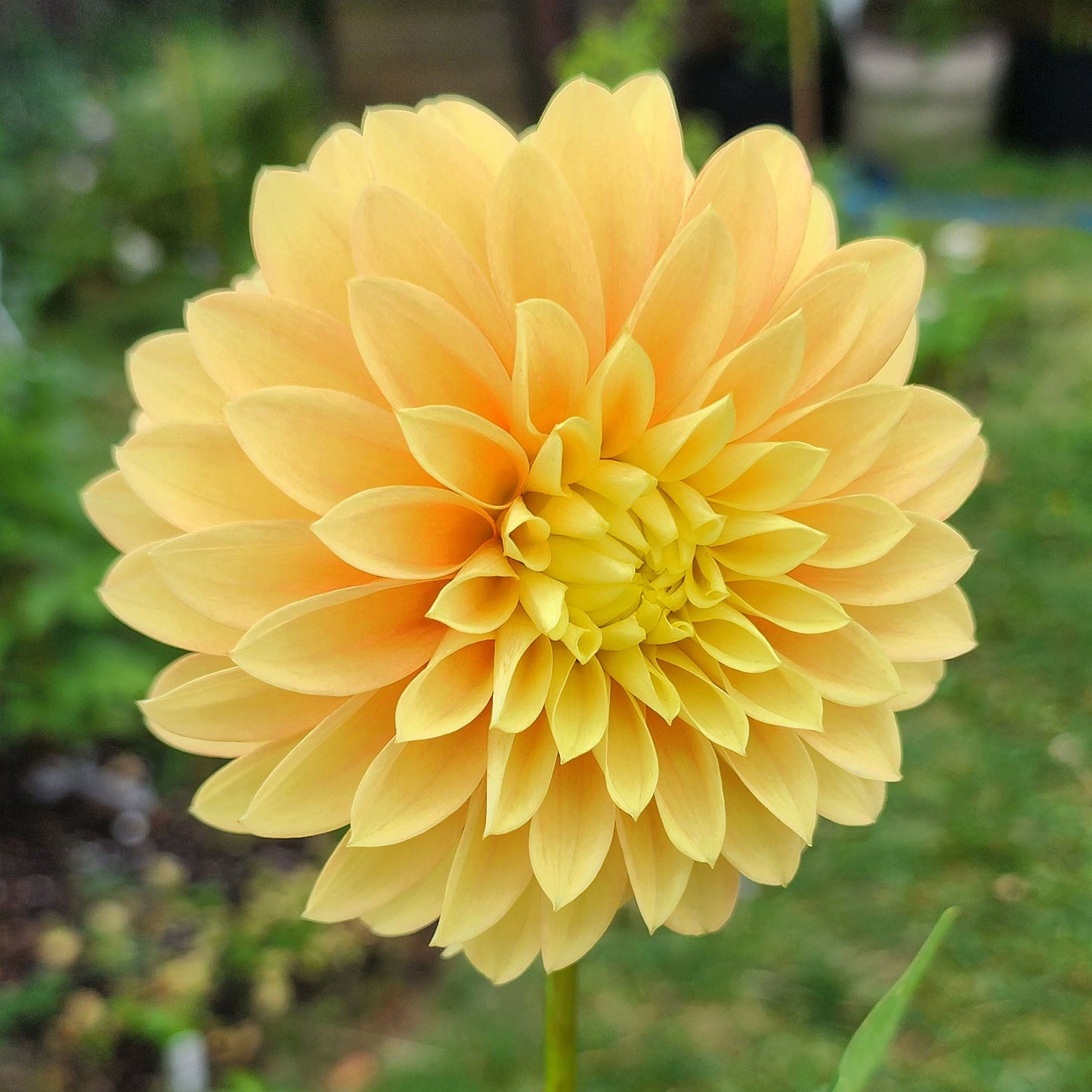 Dahlia Seabeck Shirley