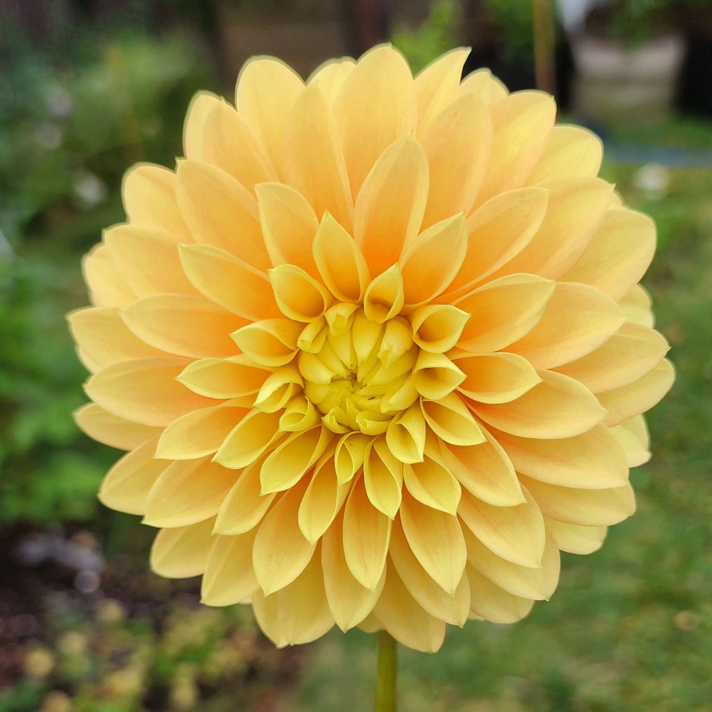 Dahlia Seabeck Shirley