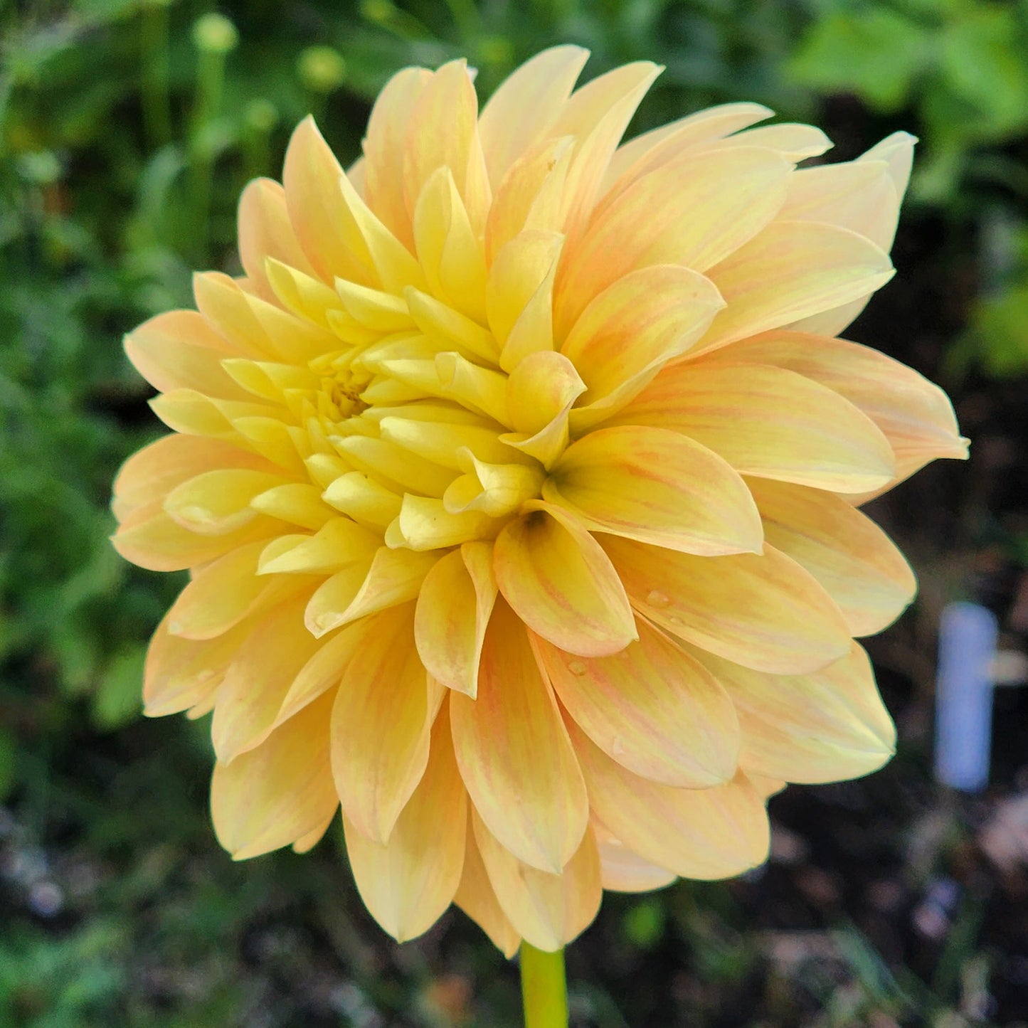 Seabeck Shirley dahlia tuber Jamais sans mes fleurs