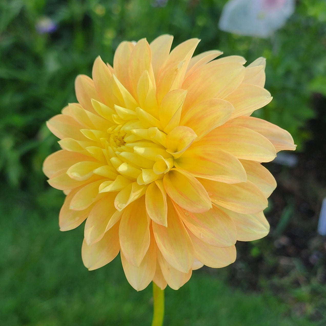 Dahlia Seabeck Shirley