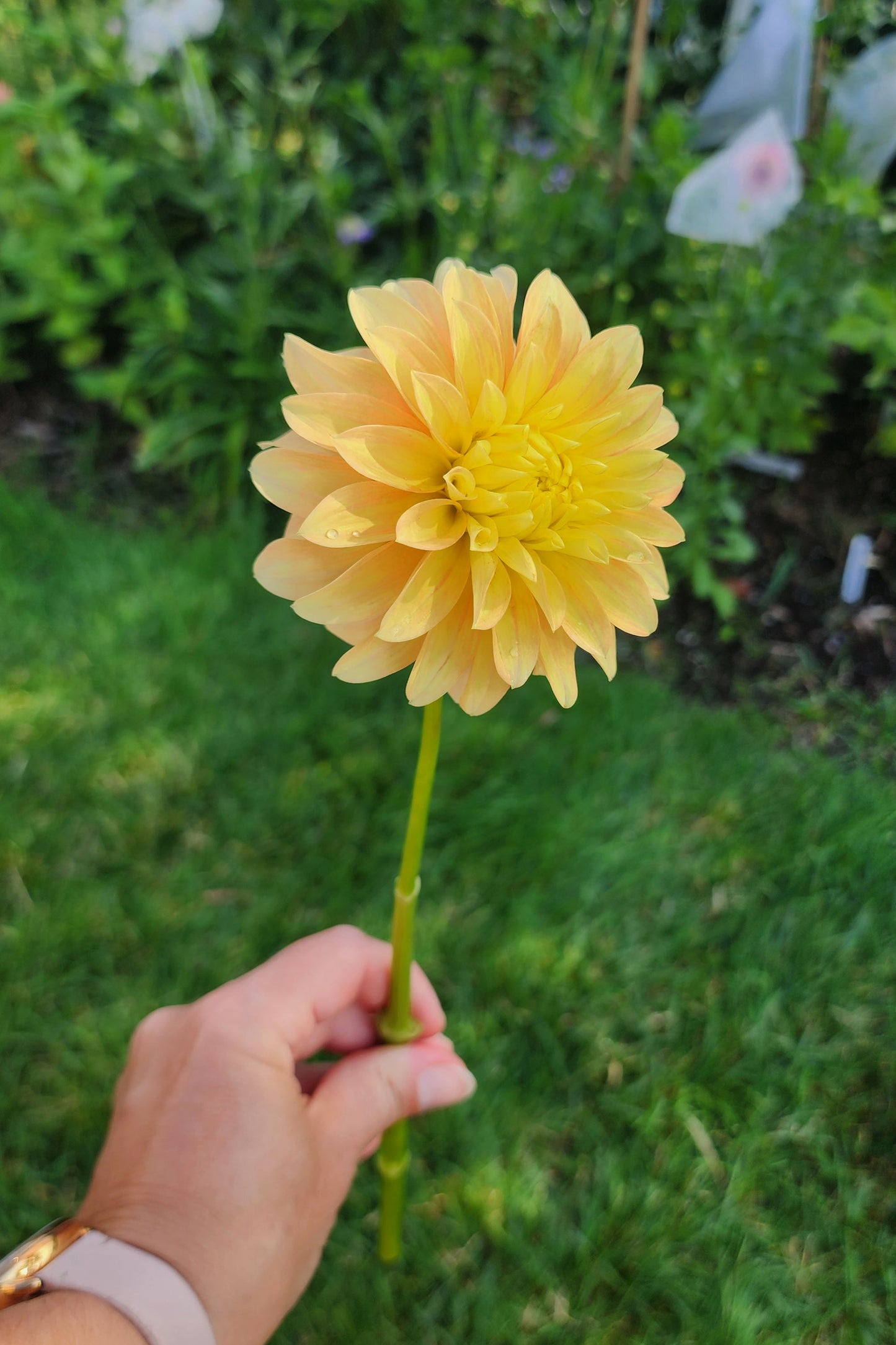 Dahlia Seabeck Shirley