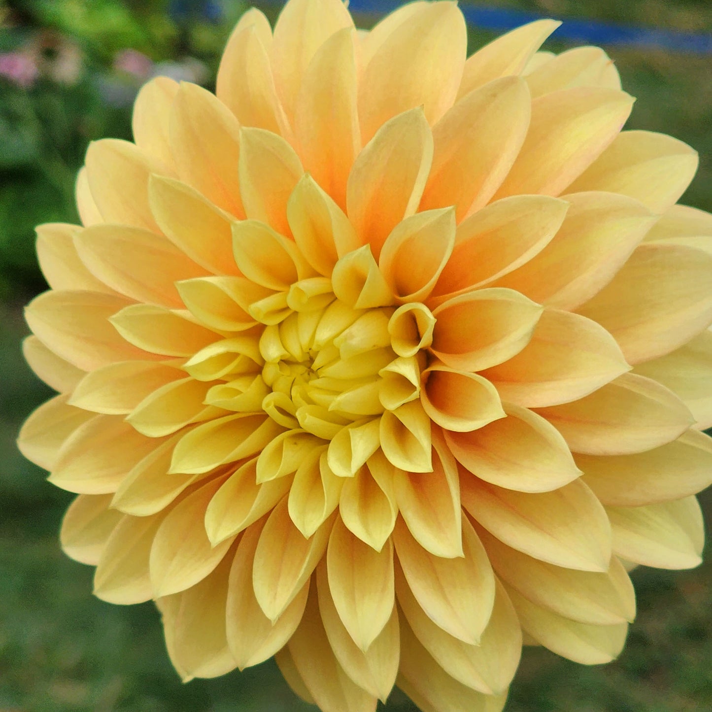 Dahlia Seabeck Shirley