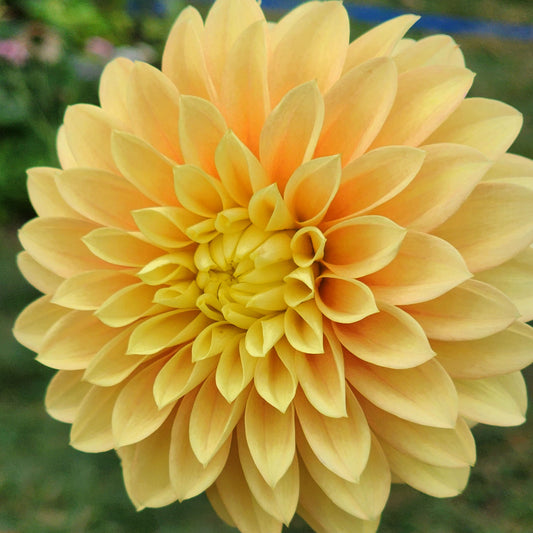 Dahlia Seabeck Shirley