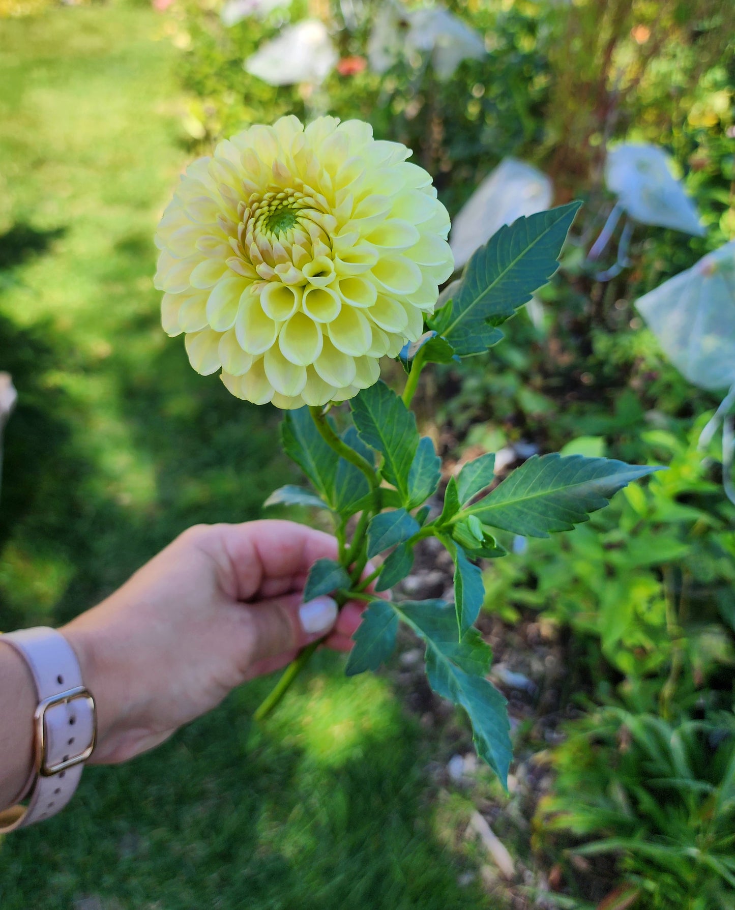 Dahlia Skipley Moonglow