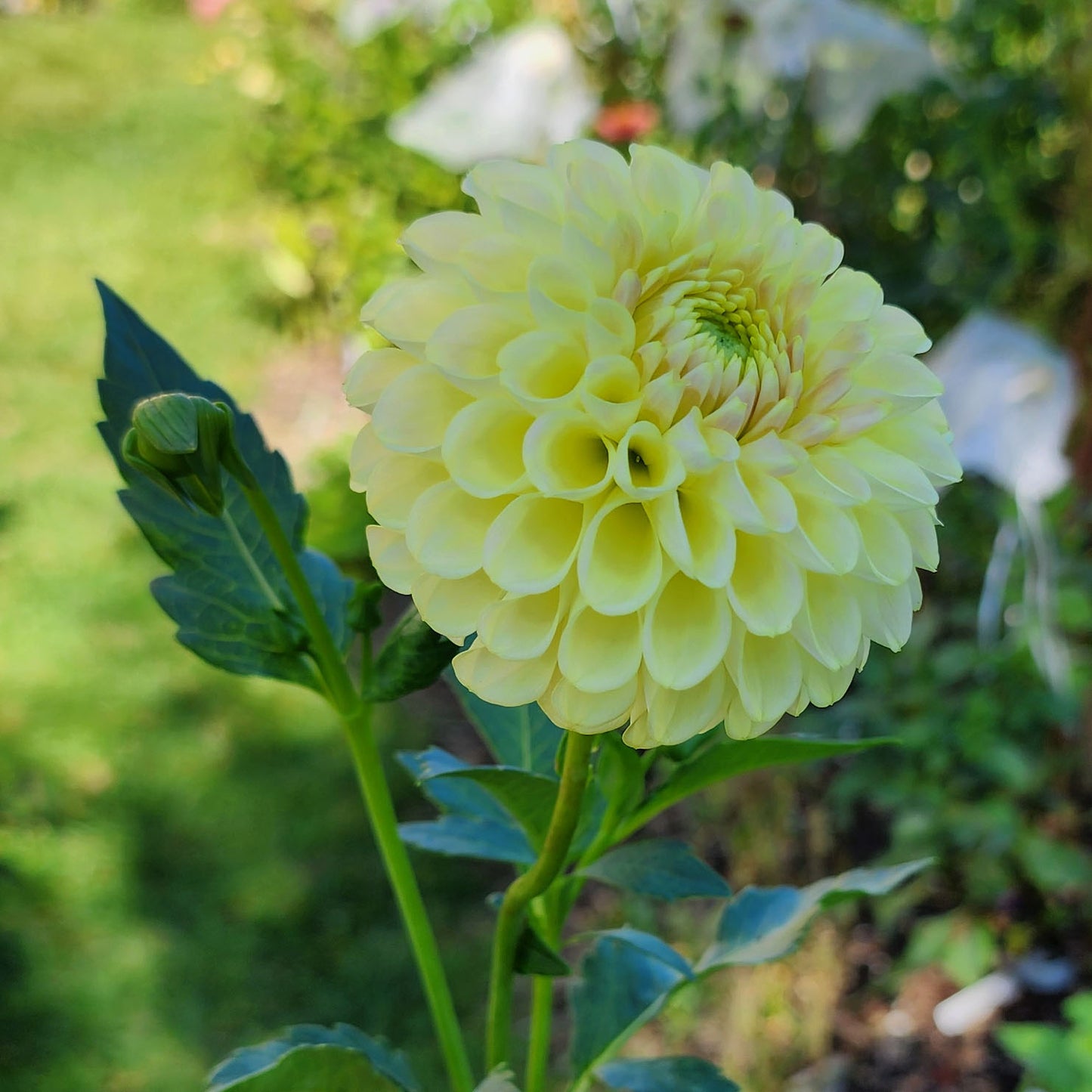Dahlia Skipley Moonglow