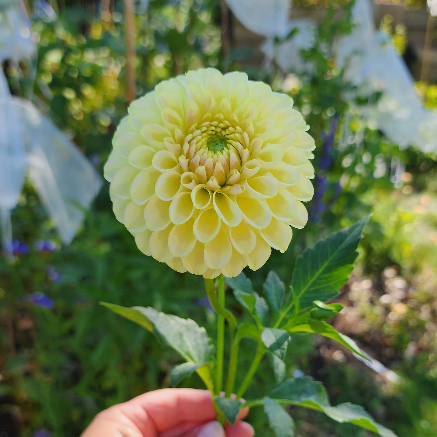 Dahlia Skipley Moonglow
