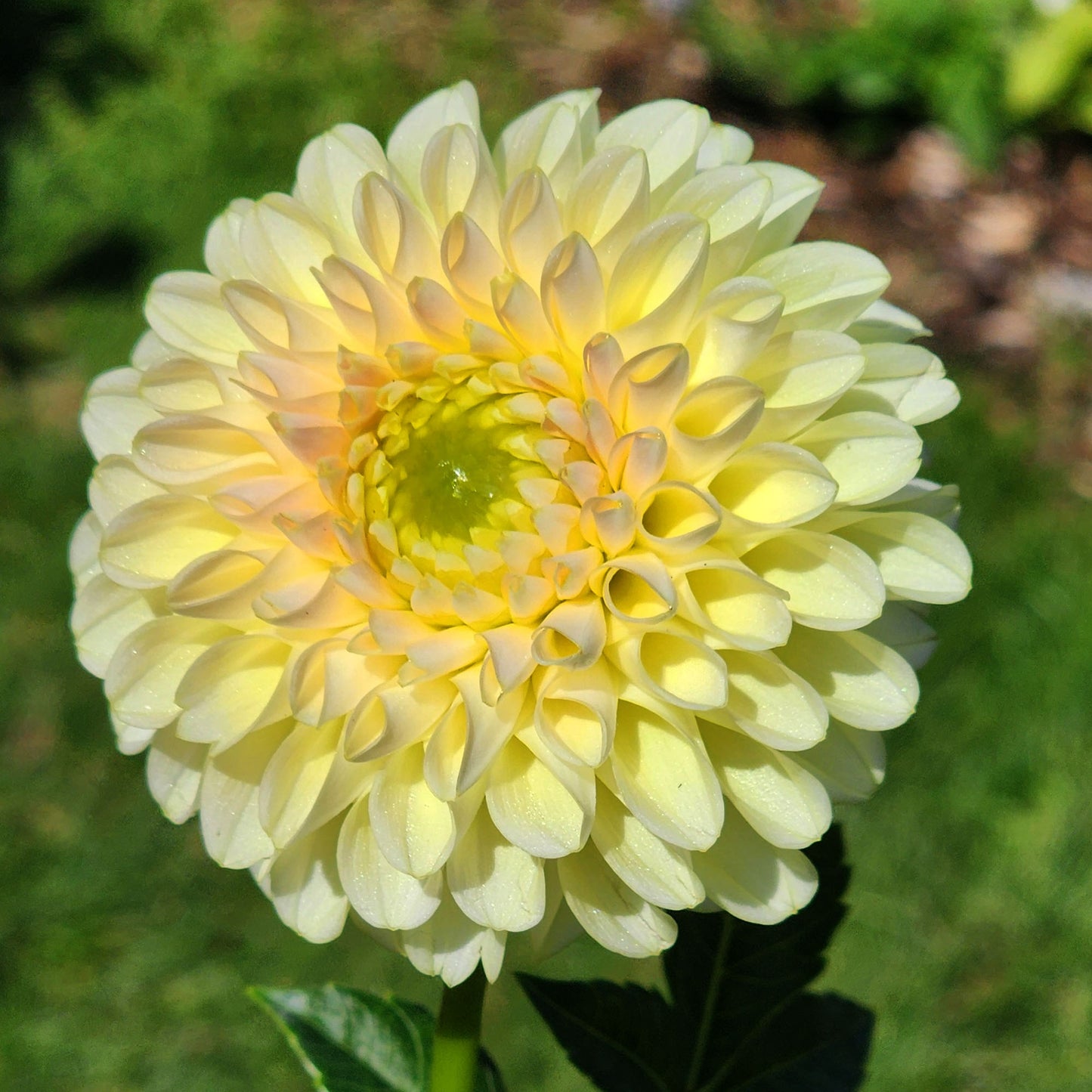 Dahlia Skipley Moonglow