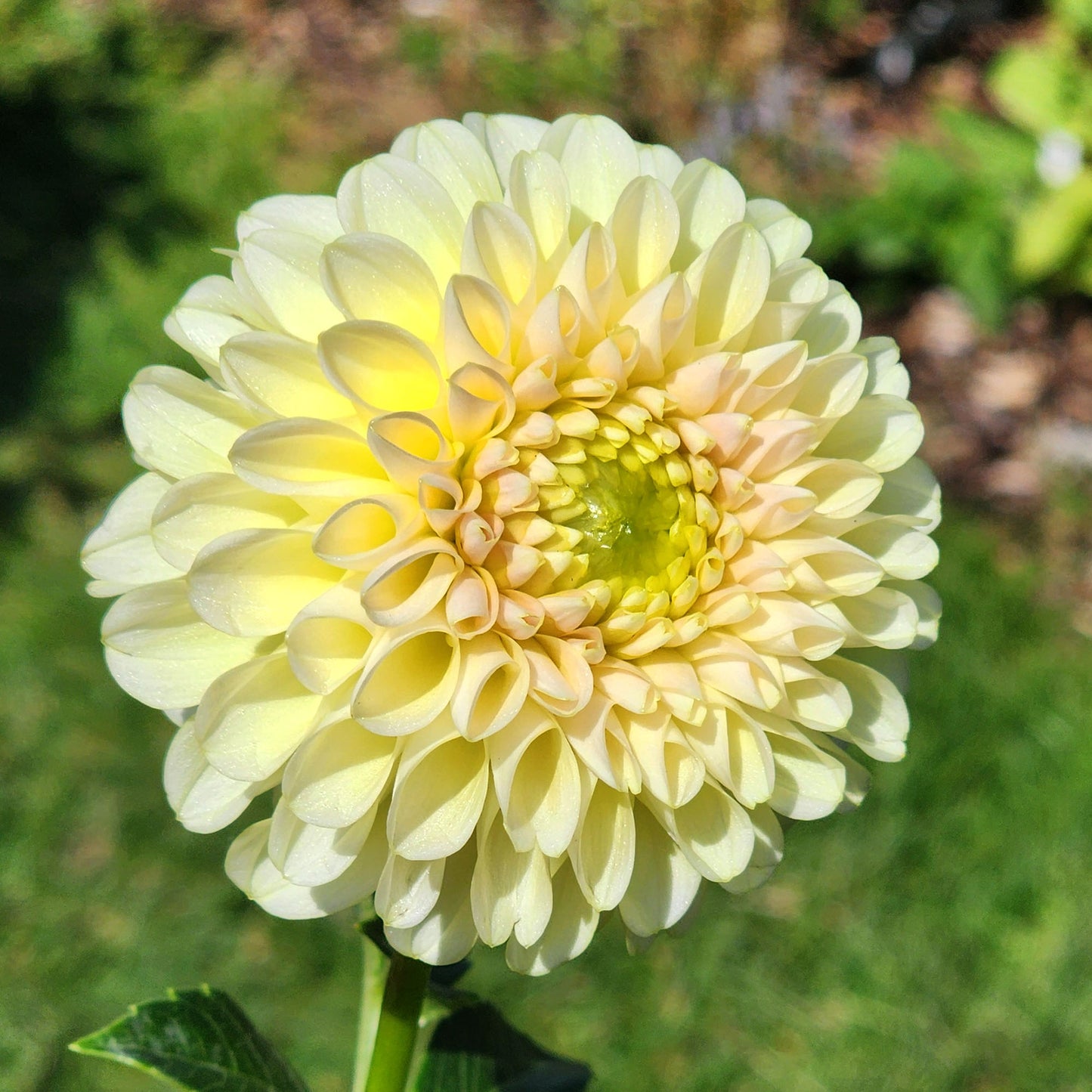 Dahlia Skipley Moonglow