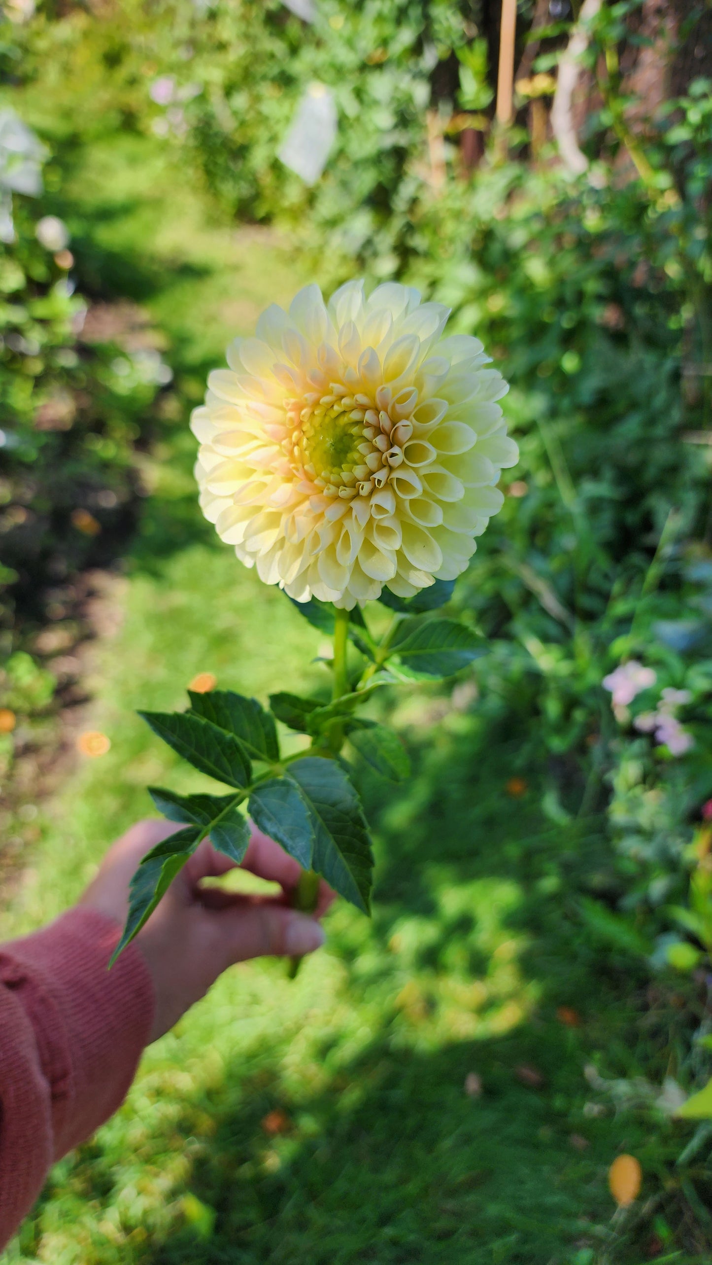 Dahlia Skipley Moonglow