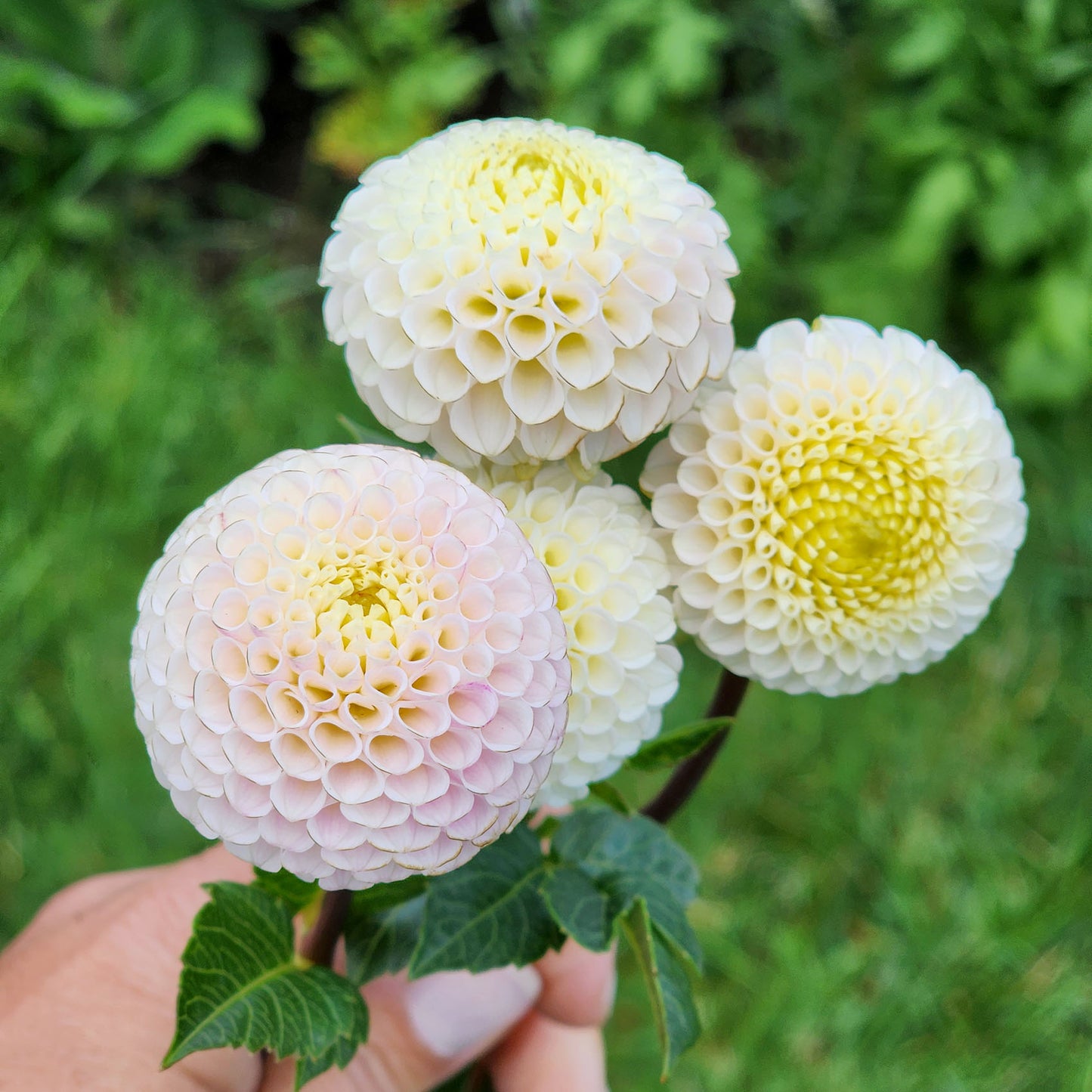 Dahlia Small World tubers Canada