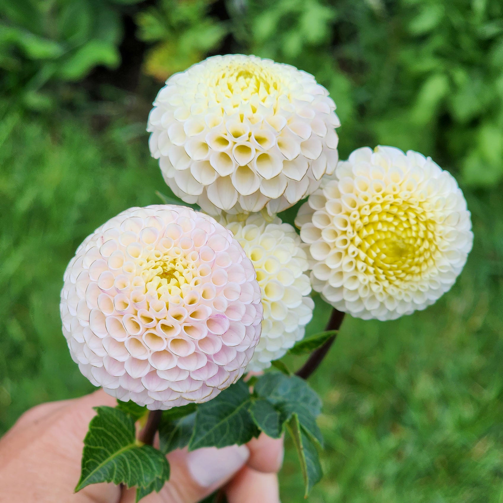 Dahlia Small World tubers Canada