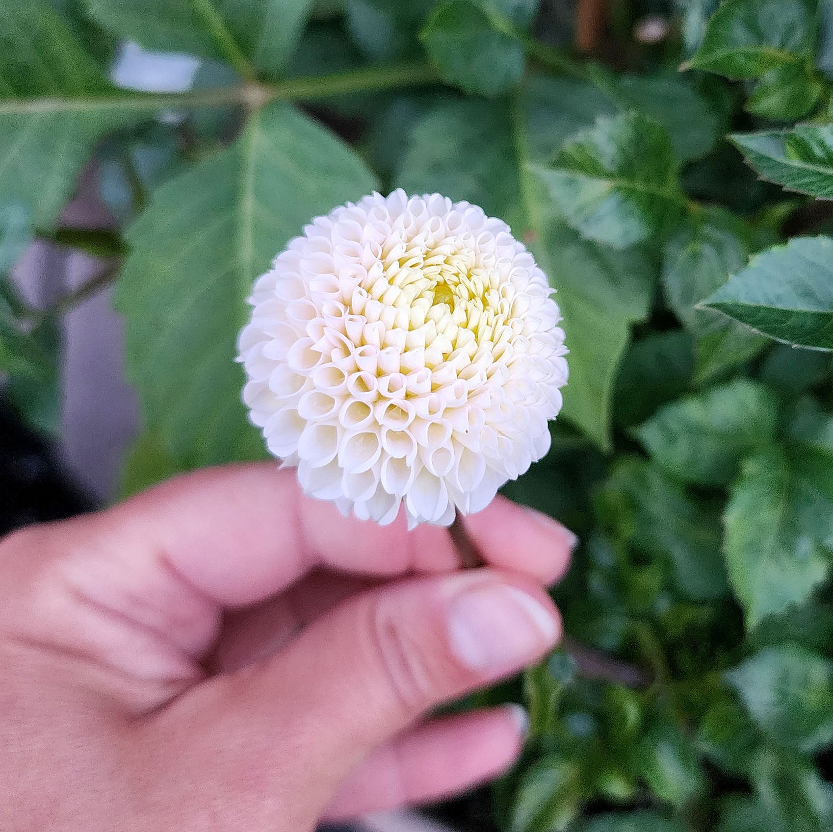 Small World Dahlia