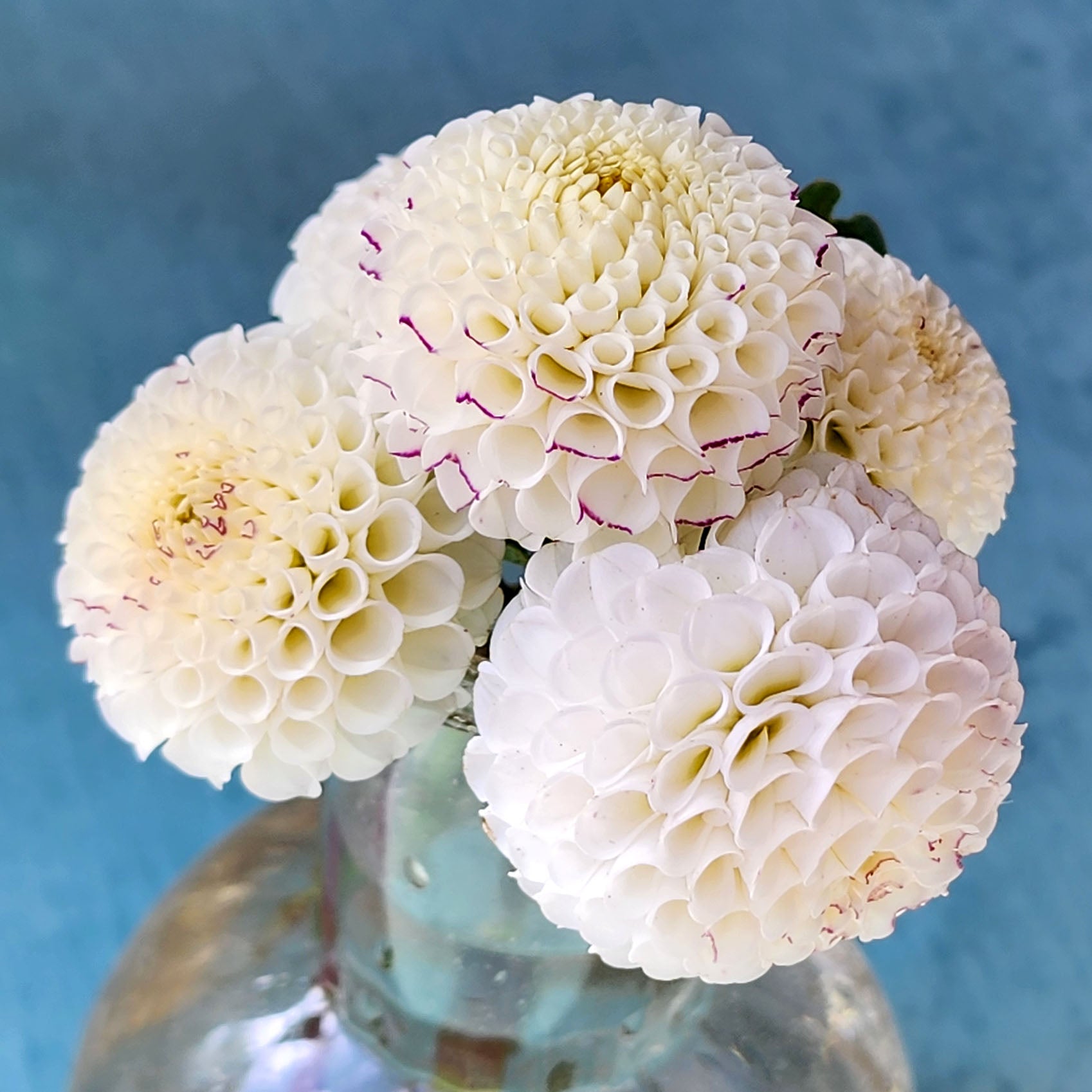 Dahlia Small World tubers Canada