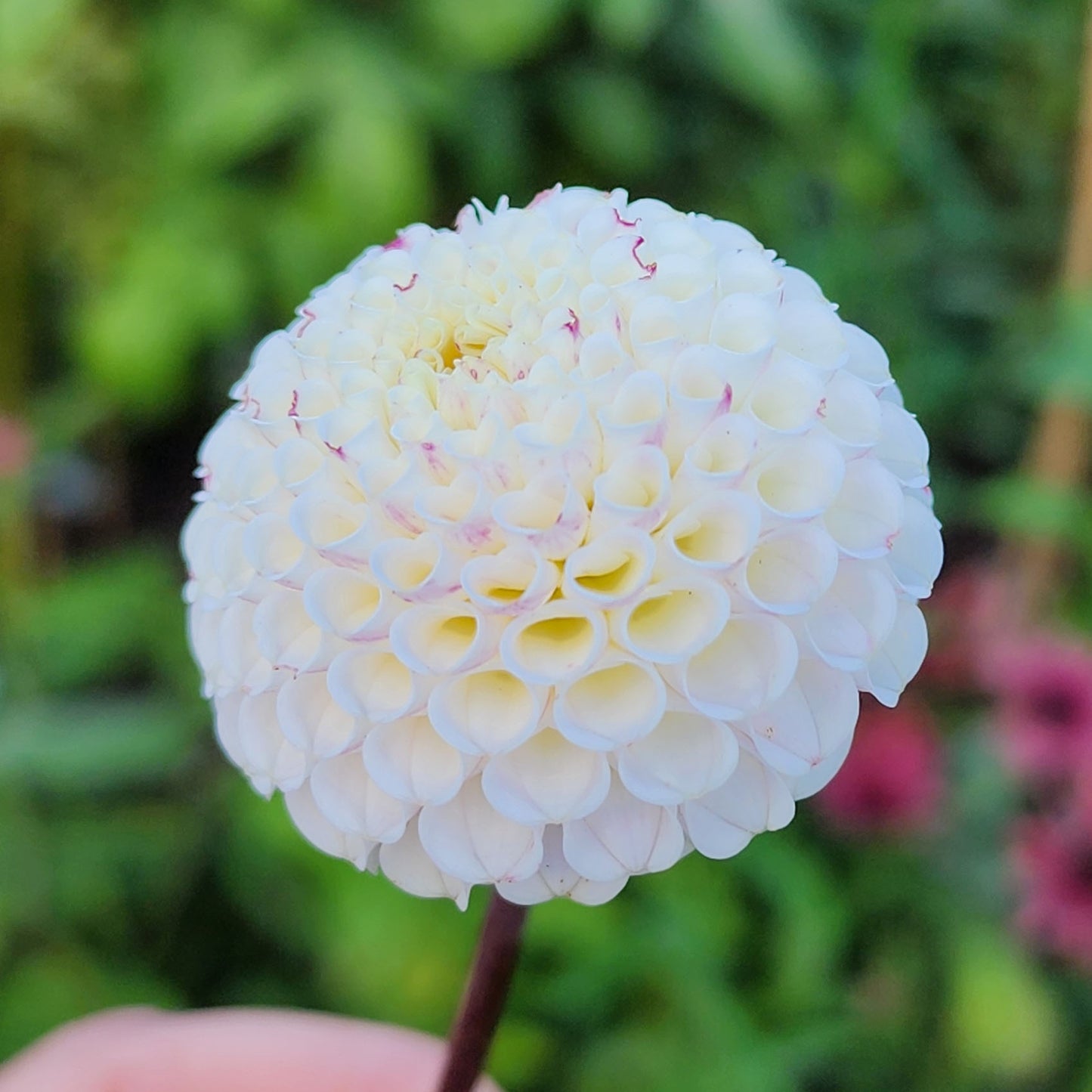Dahlia Small World tubers Jamais Sans Mes Fleurs