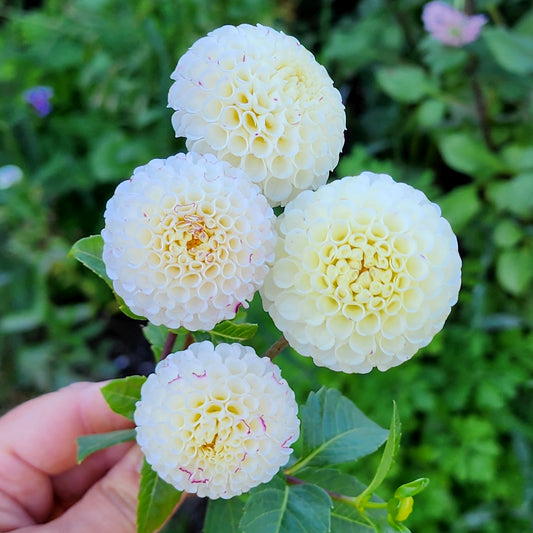 Dahlia Small World tubers Canada