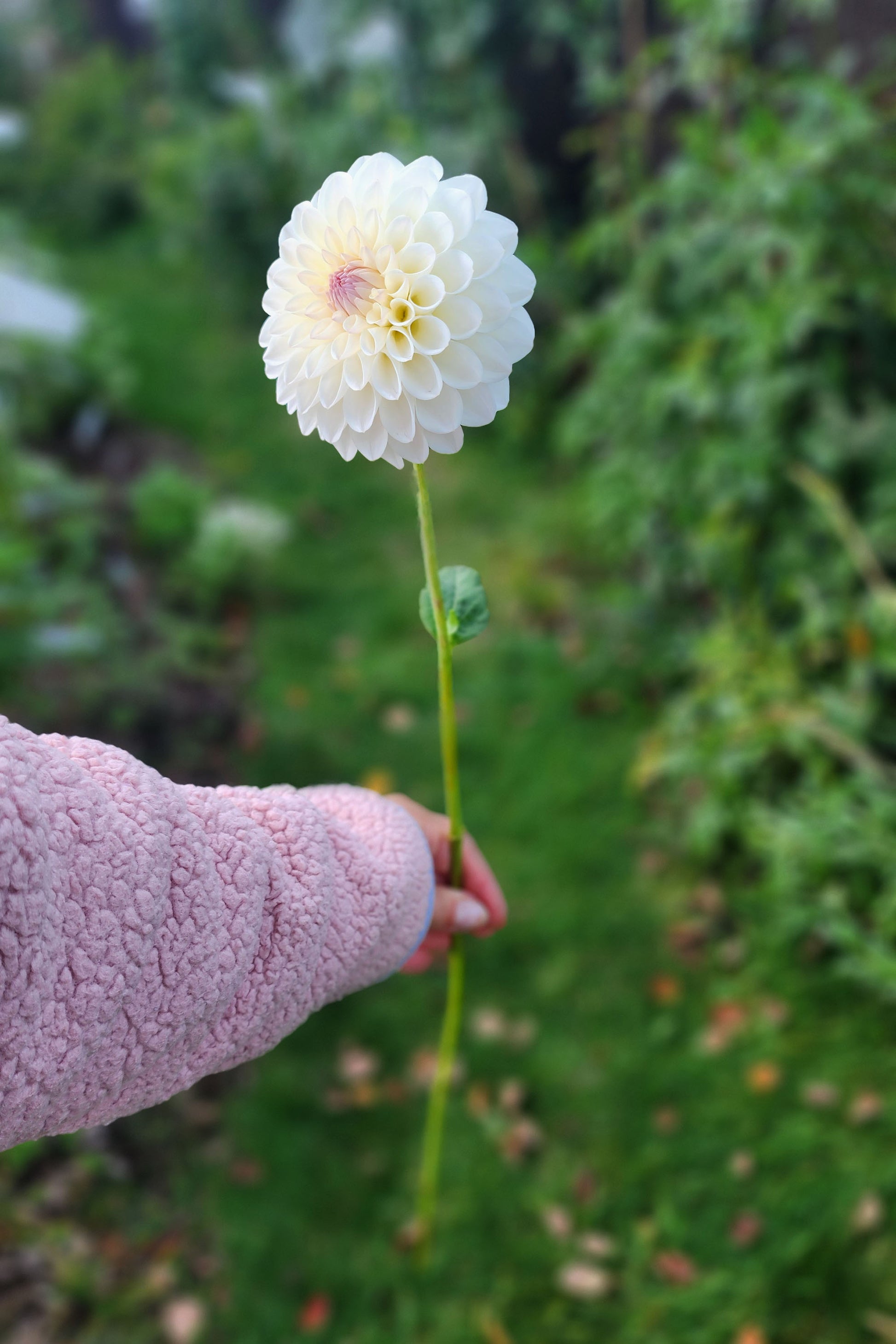 Tahoma Stellar Feller dahlia tuber Jamais sans mes fleurs