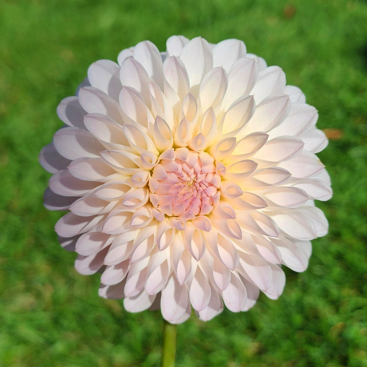 Tahoma Stellar Fellar dahlia tuber Jamais sans mes fleurs