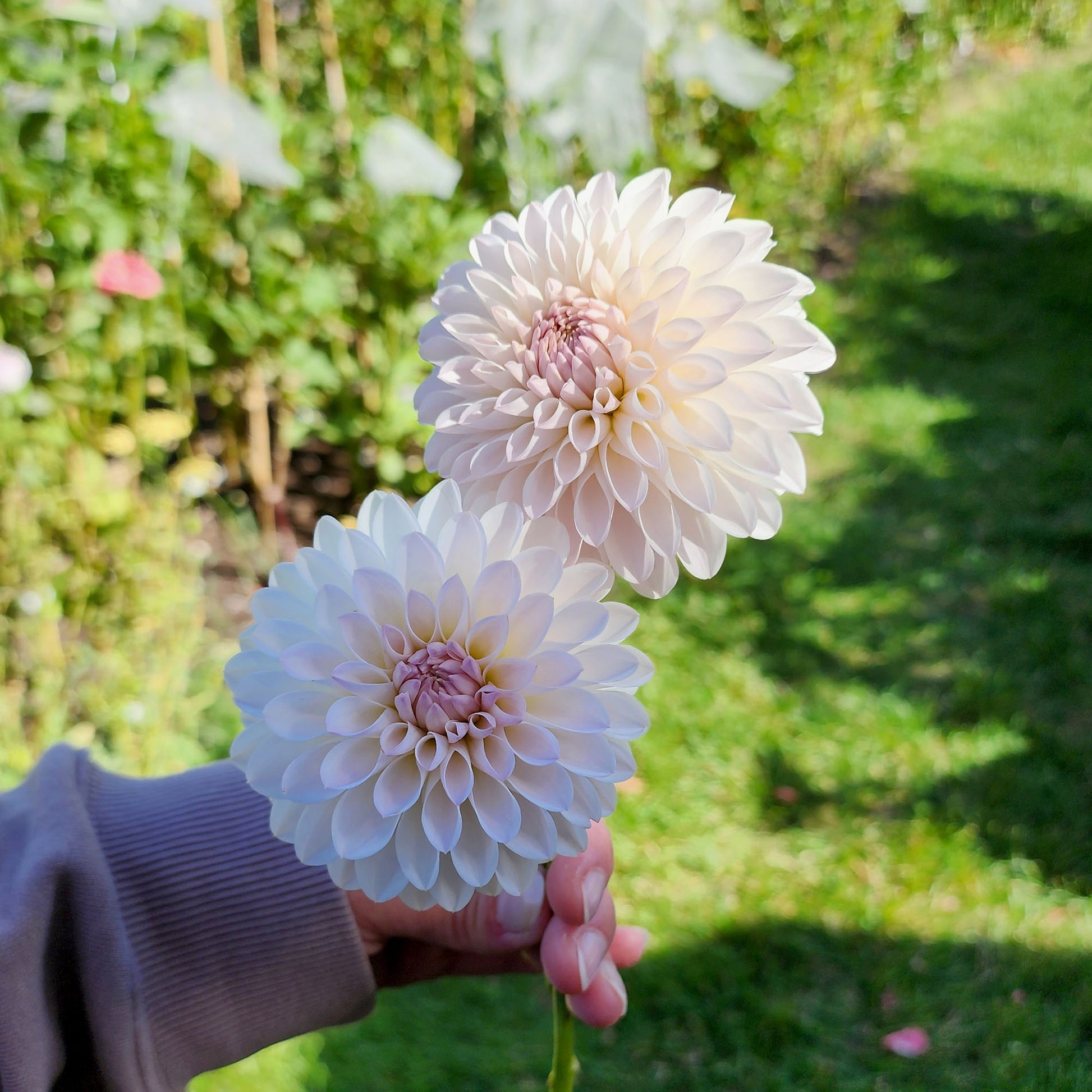Tahoma Stellar Feller dahlia tuber Jamais sans mes fleurs