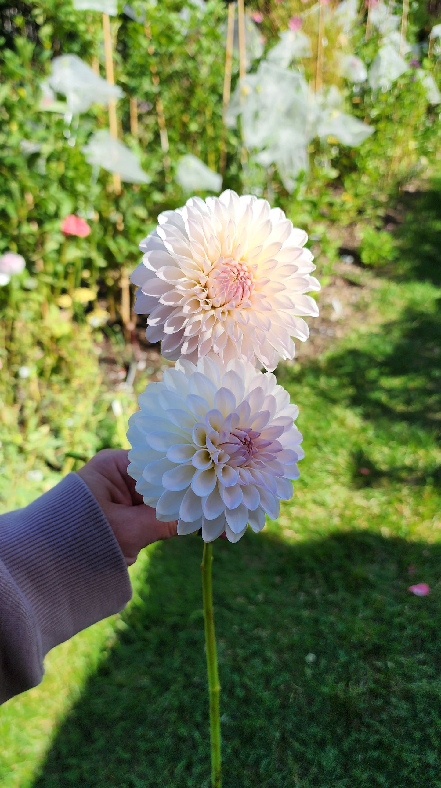 Tahoma Stellar Feller dahlia tuber Jamais sans mes fleurs