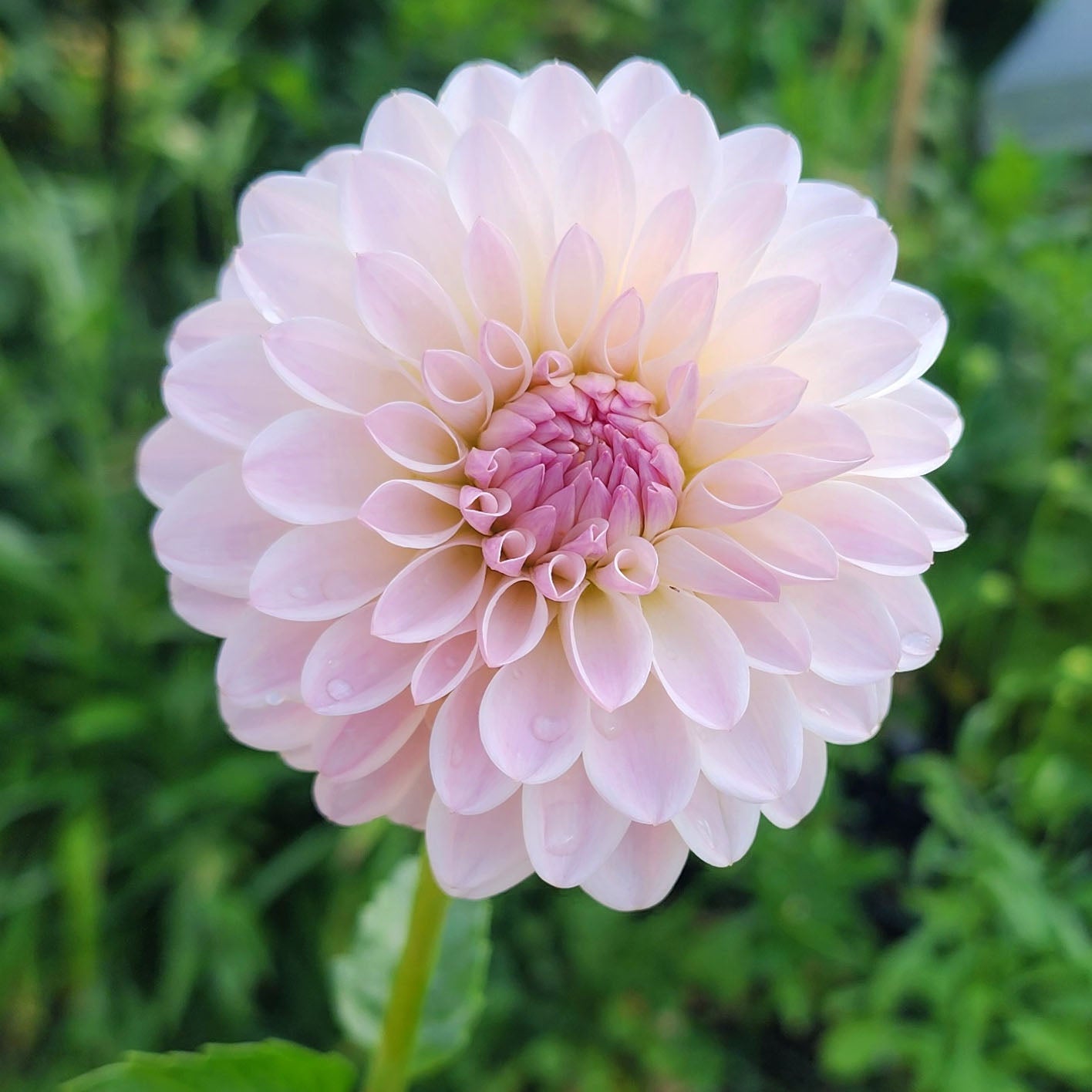 Tahoma Stellar Feller dahlia tuber Jamais sans mes fleurs