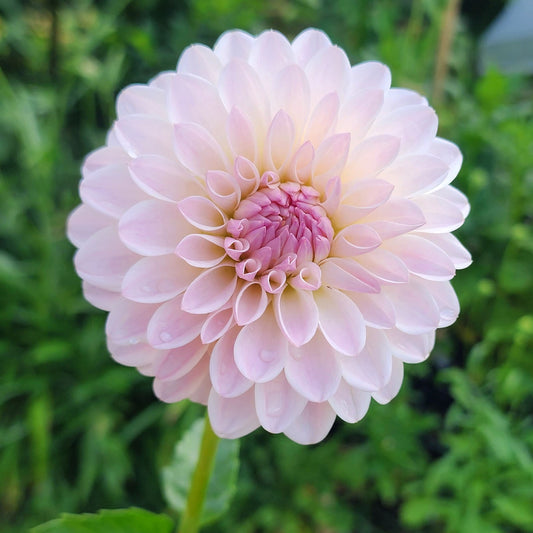 Tahoma Stellar Feller dahlia tuber Jamais sans mes fleurs