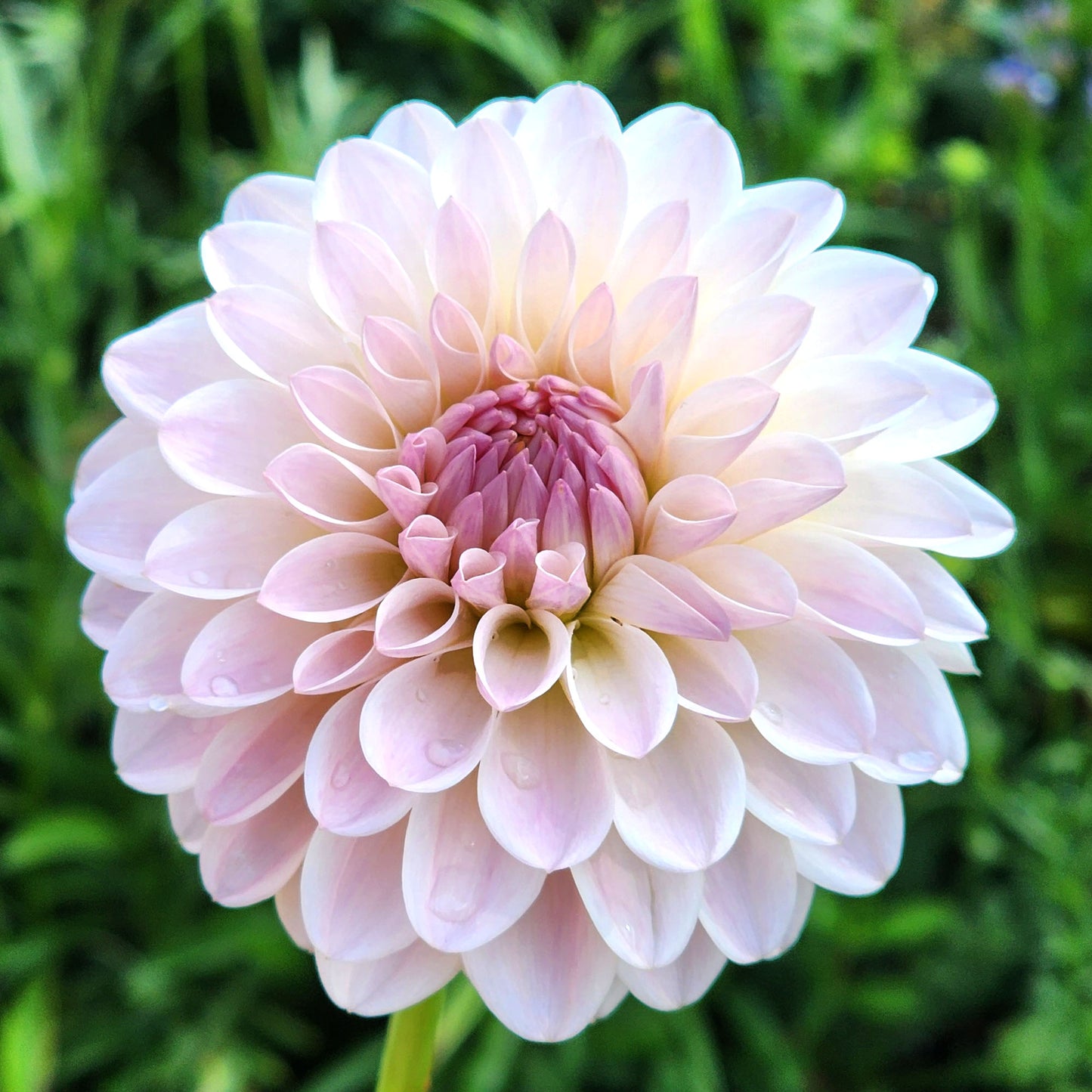 Tahoma Steller Feller dahlia tuber Jamais sans mes fleurs