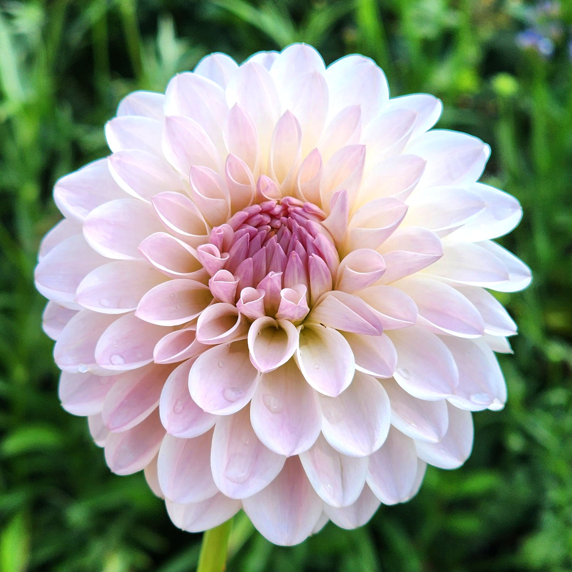 Tahoma Steller Feller dahlia tuber Jamais sans mes fleurs