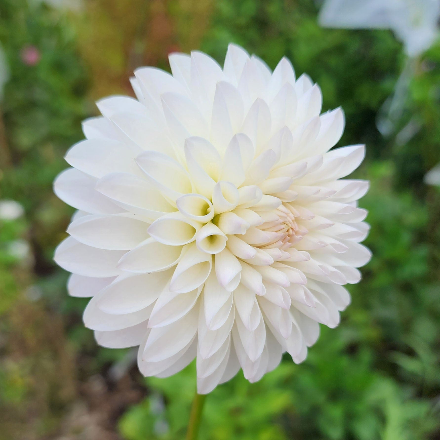 Tahoma Stellar Feller dahlia tuber Jamais sans mes fleurs
