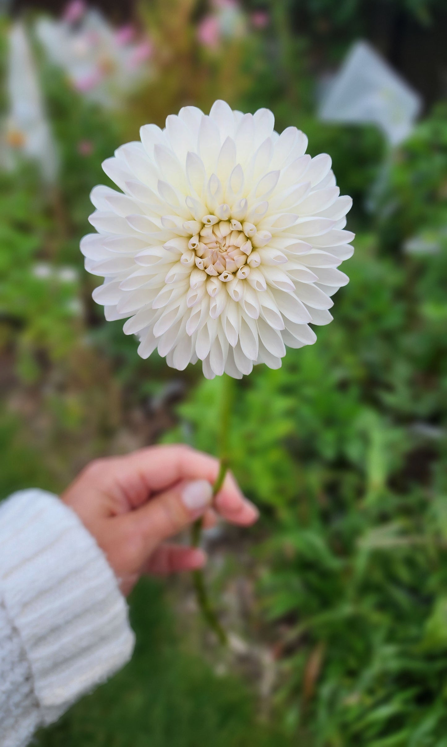 Dahlia Tahoma Stellar Feller