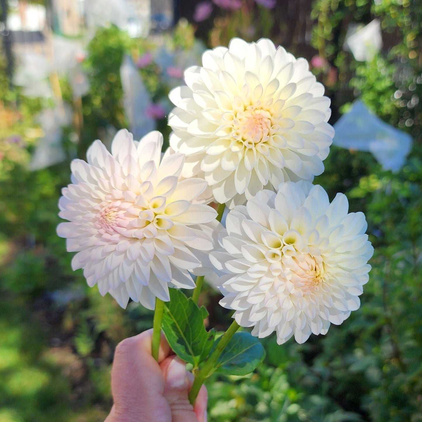 Tahoma Stellar Feller dahlia tuber Jamais sans mes fleurs