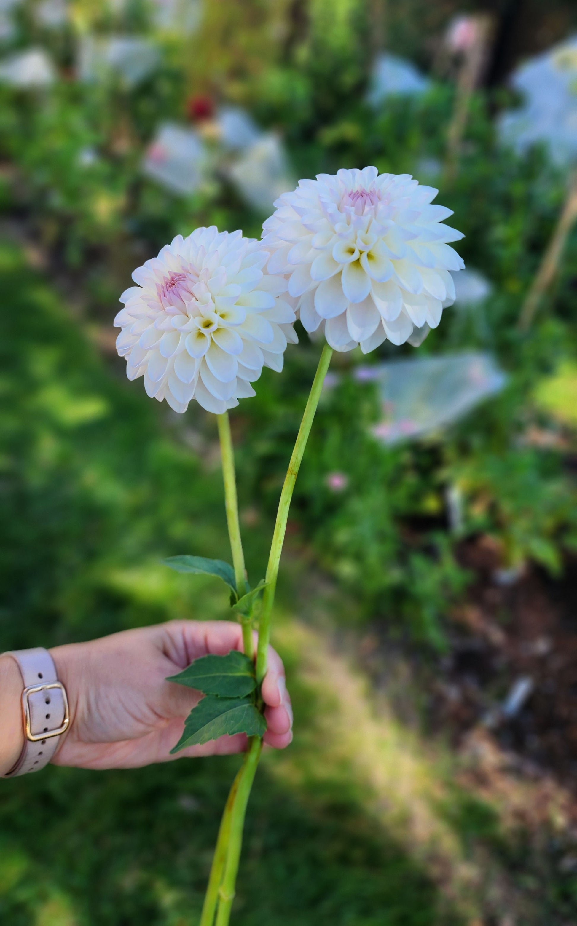 Tahoma Stellar Feller dahlia tuber Jamais sans mes fleurs Canada