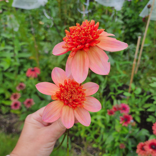 Totally Tangerine Dahlia Tubers Canada