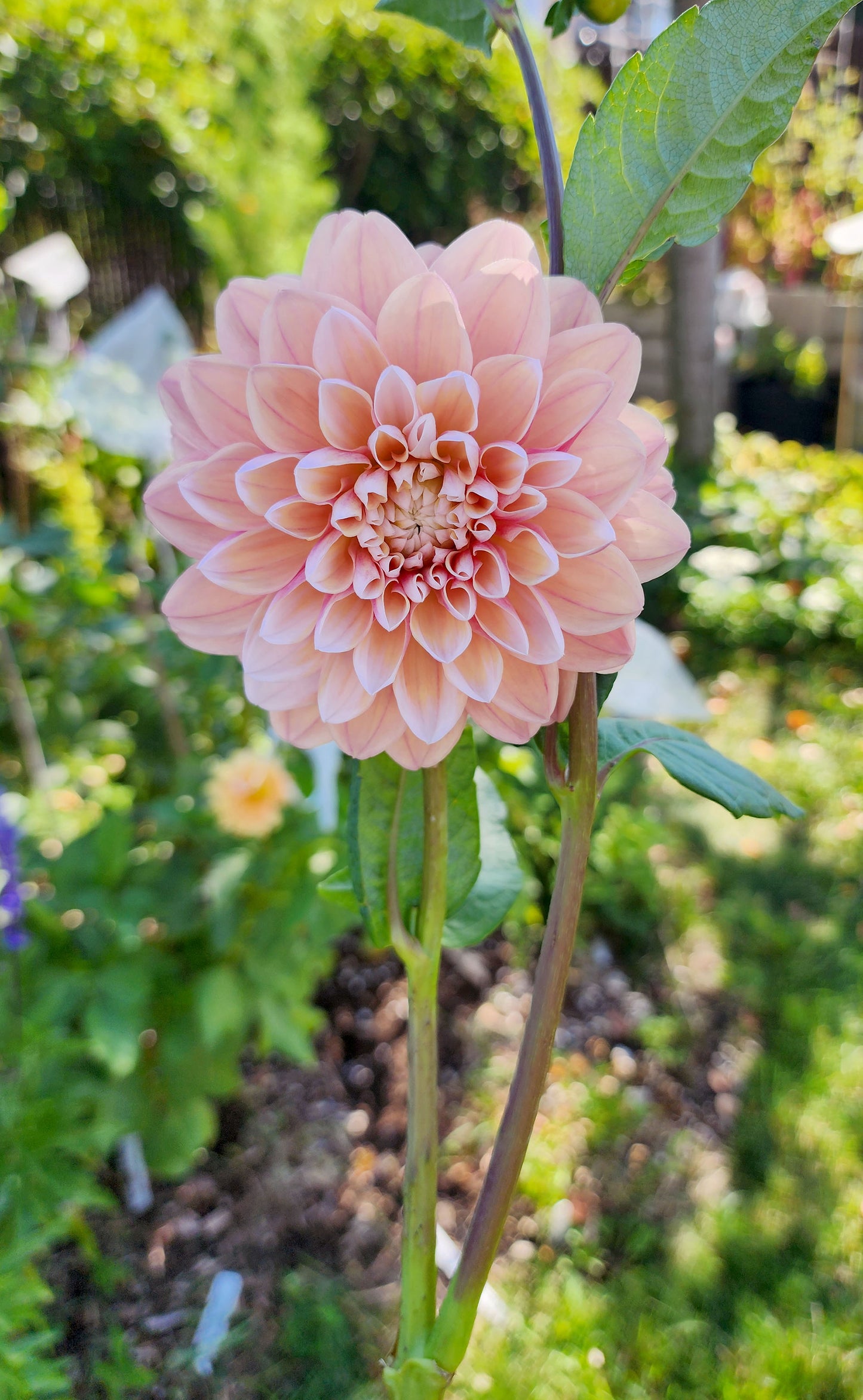 Dahlia Tropical Dream - LIMIT ONE (tuber)