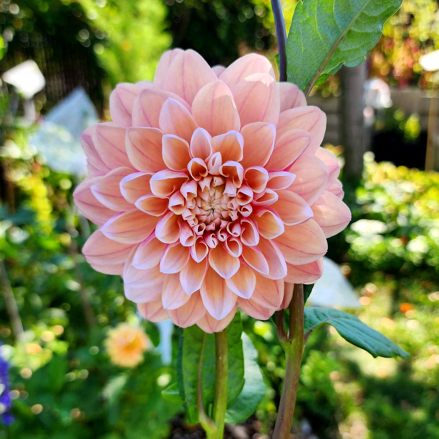 Tropical Dream dahlia tuber Canada Jamais Sans Mes Fleurs