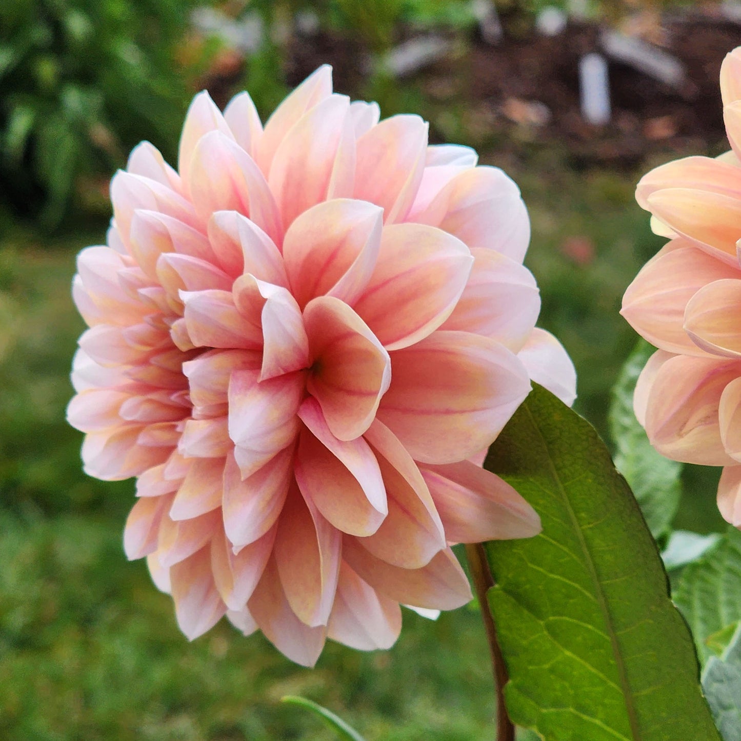 Dahlia Tropical Dream - LIMIT ONE (tuber)