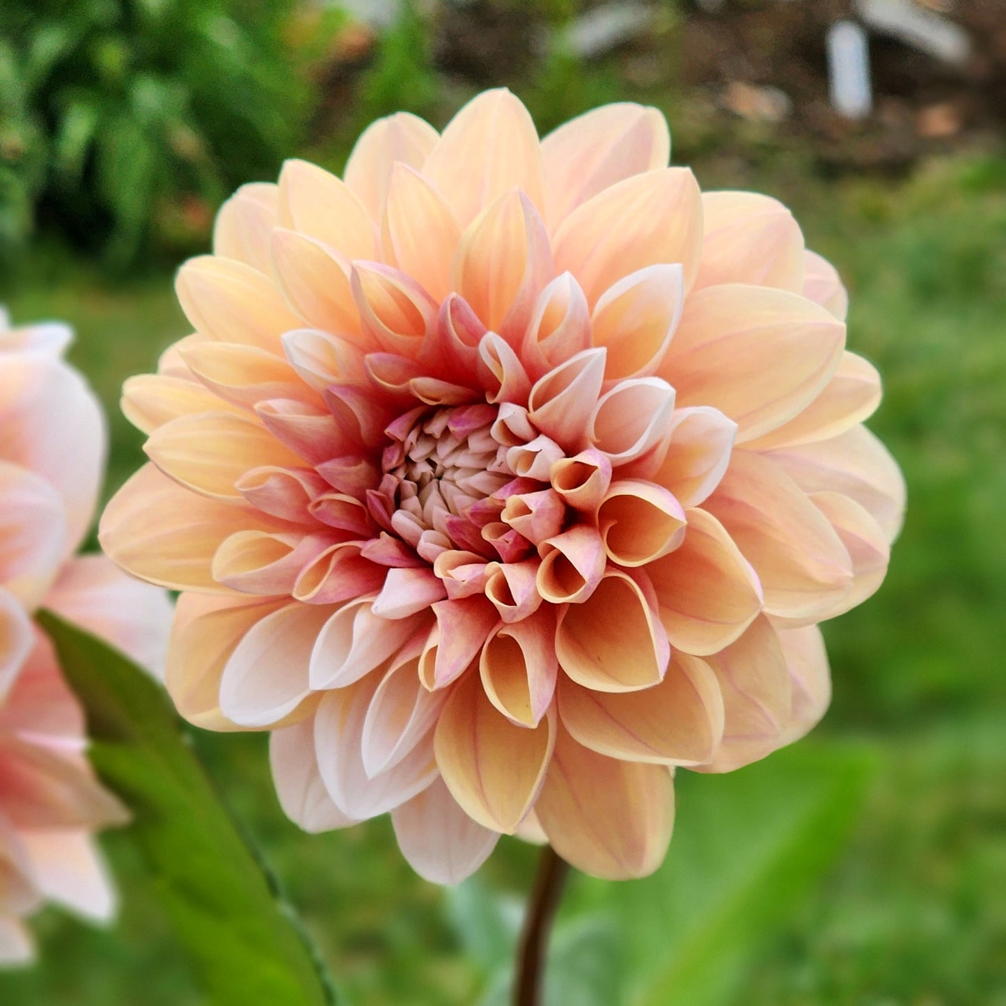 Dahlia Tropical Dream - LIMIT ONE (tuber)