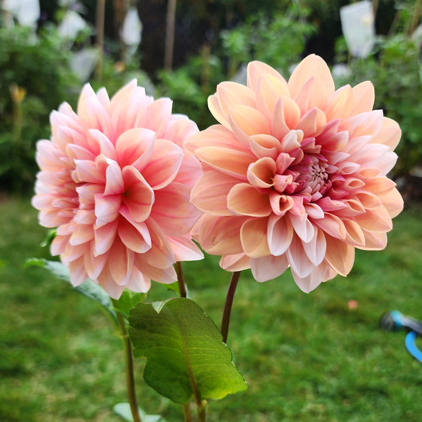 Dahlia Tropical Dream - LIMIT ONE (tuber)