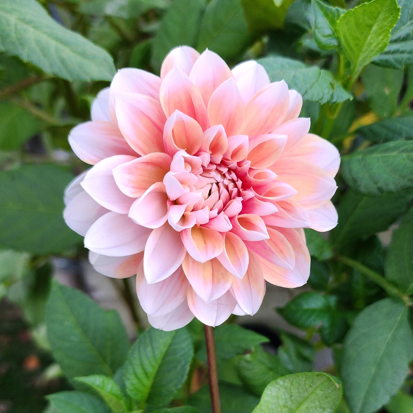 Dahlia Tropical Dream - LIMIT ONE (tuber)